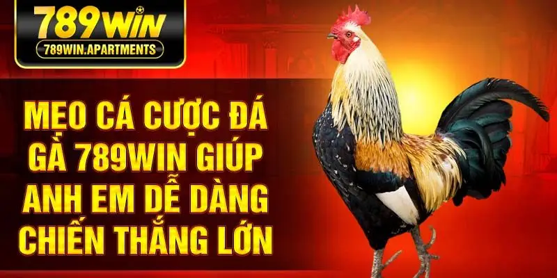 Mẹo cá cược đá gà 789Win giúp anh em dễ dàng chiến thắng lớn